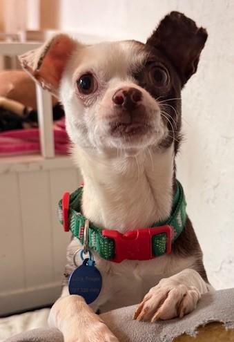 Enlarge Everest, a ADOPTABLE mixed breed in Santa Rosa, CA image 4/6