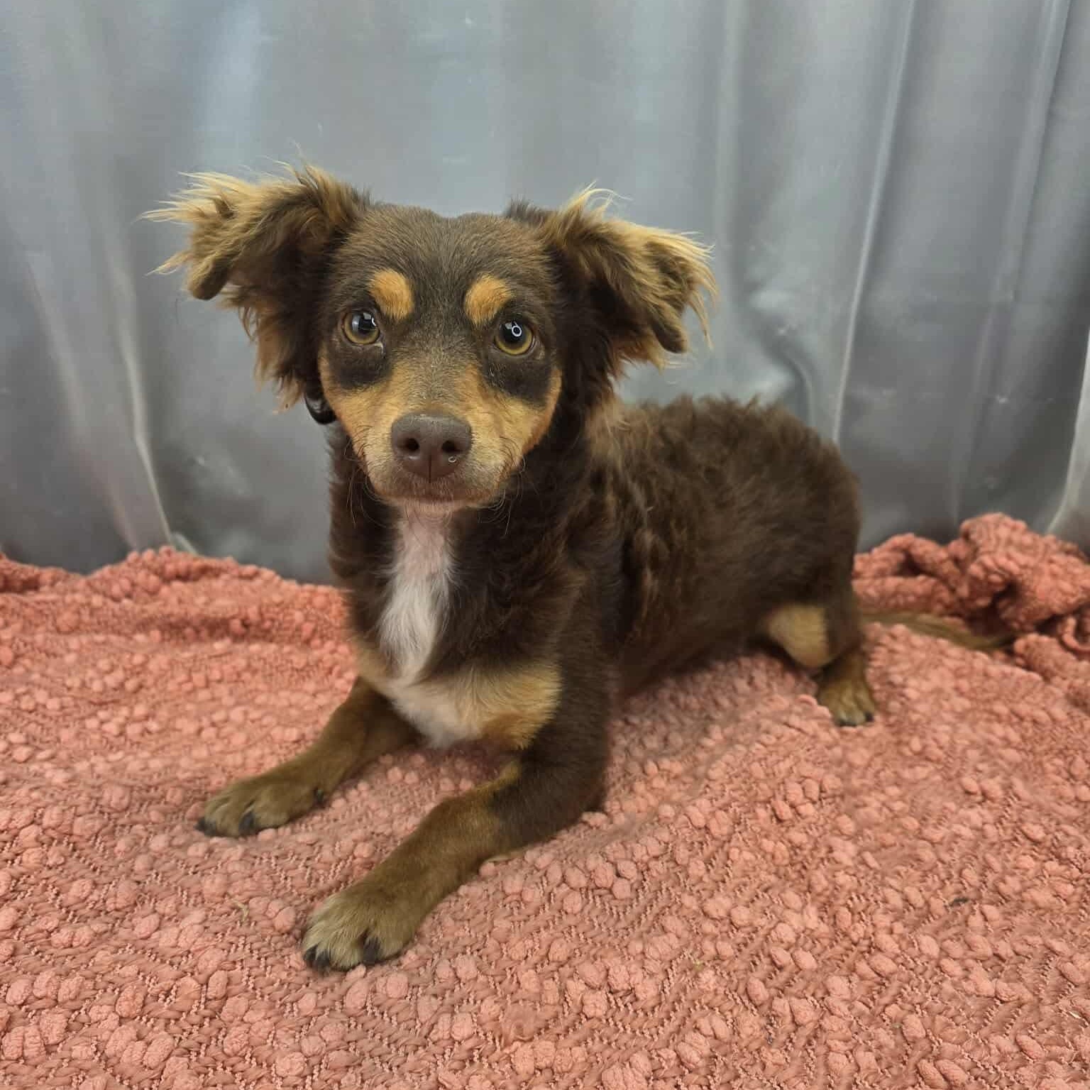 Enlarge Ryder, a Adoptable mixed breed in Southfield , MI image 4/5