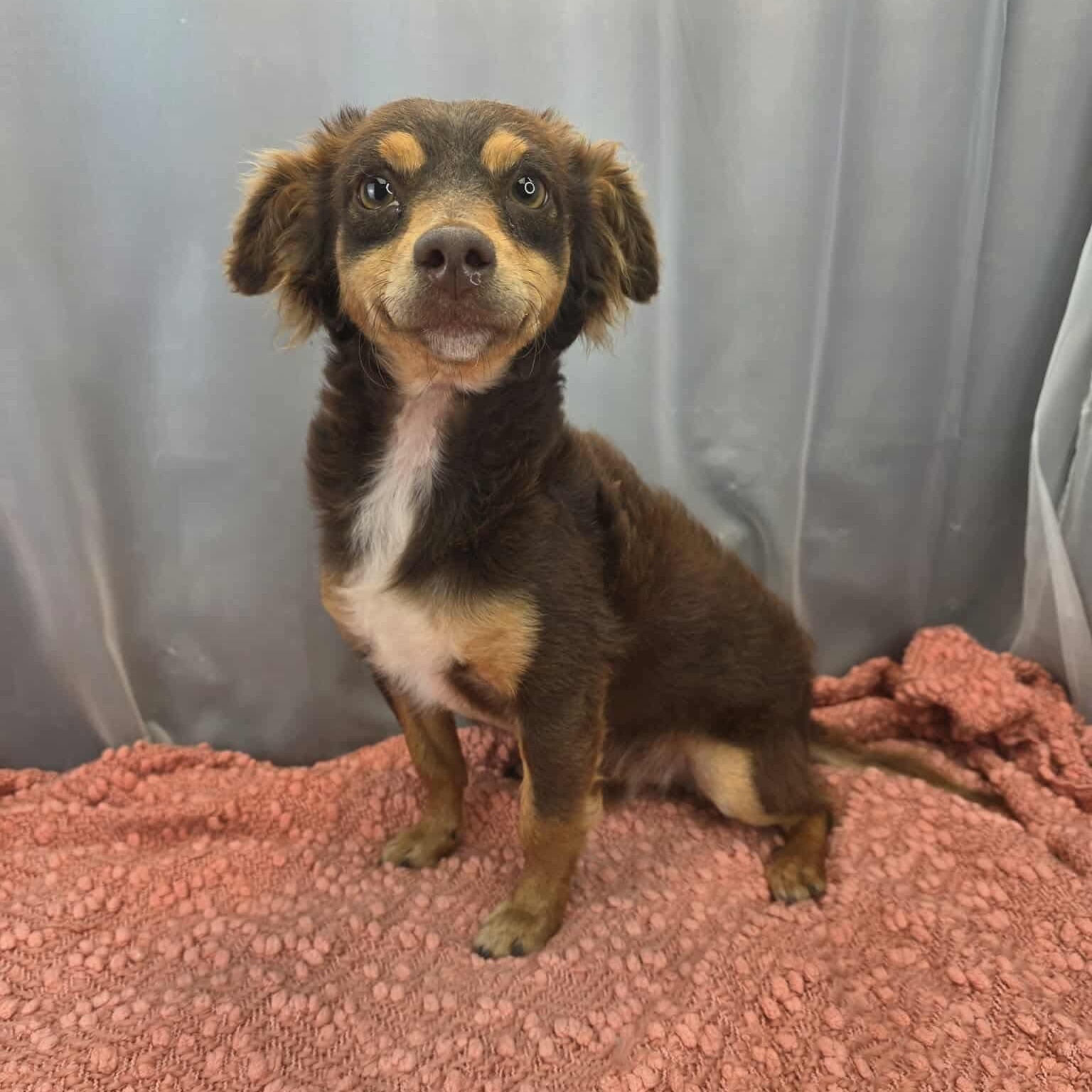 Enlarge Ryder, a Adoptable mixed breed in Southfield , MI image 3/5