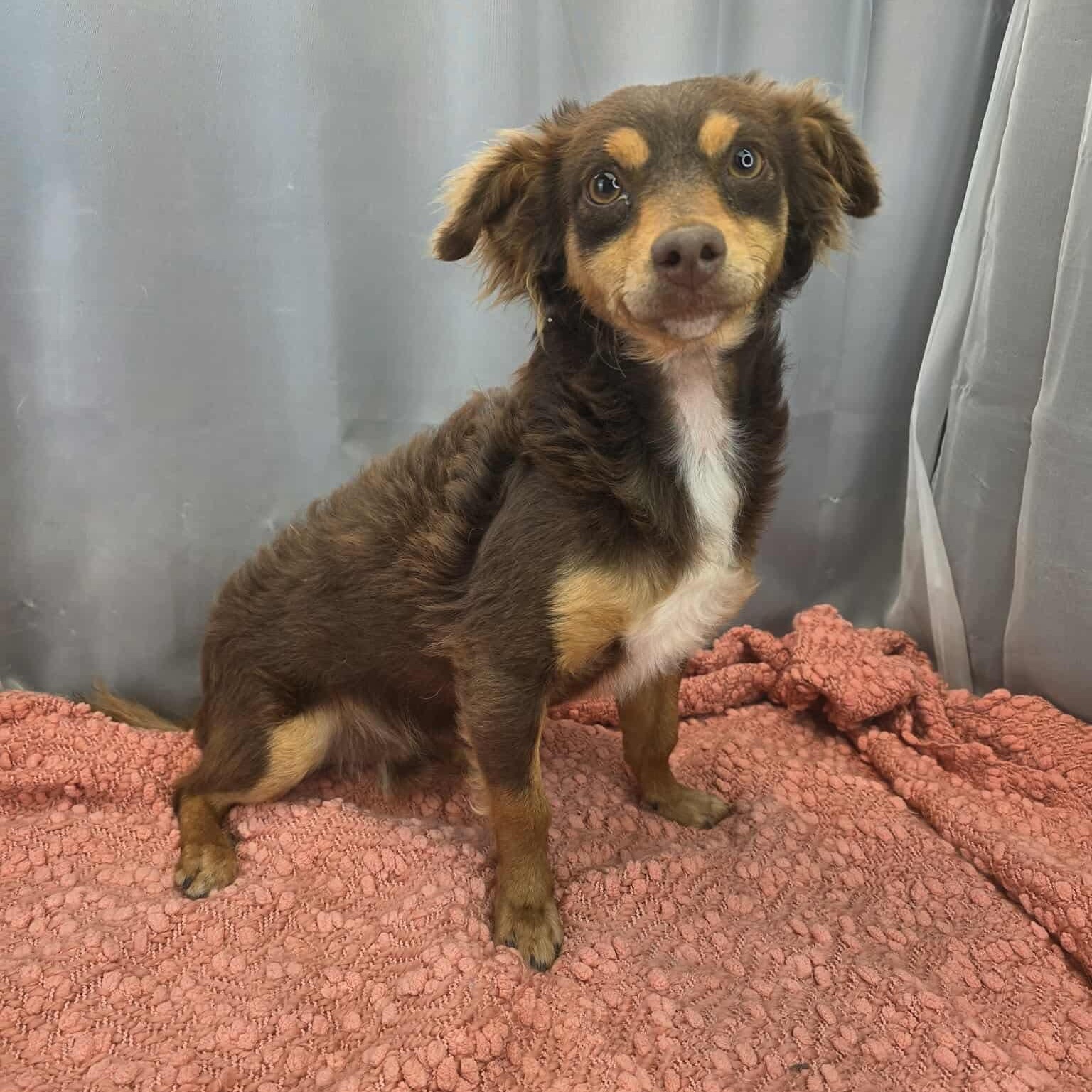 Enlarge Ryder, a Adoptable mixed breed in Southfield , MI image 2/5