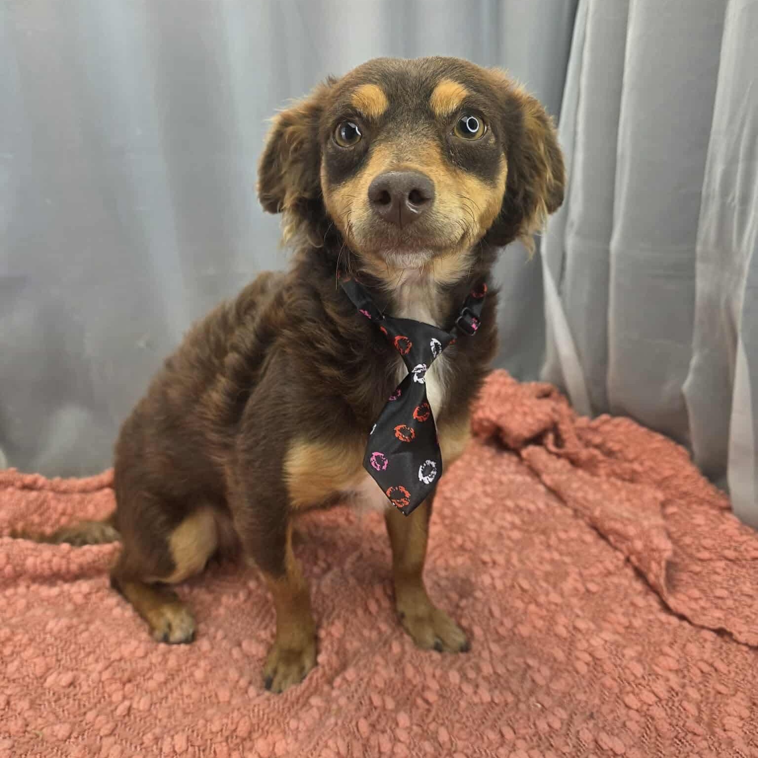 Ryder, Adoptable, Young Male Chihuahua & Miniature Pinscher.