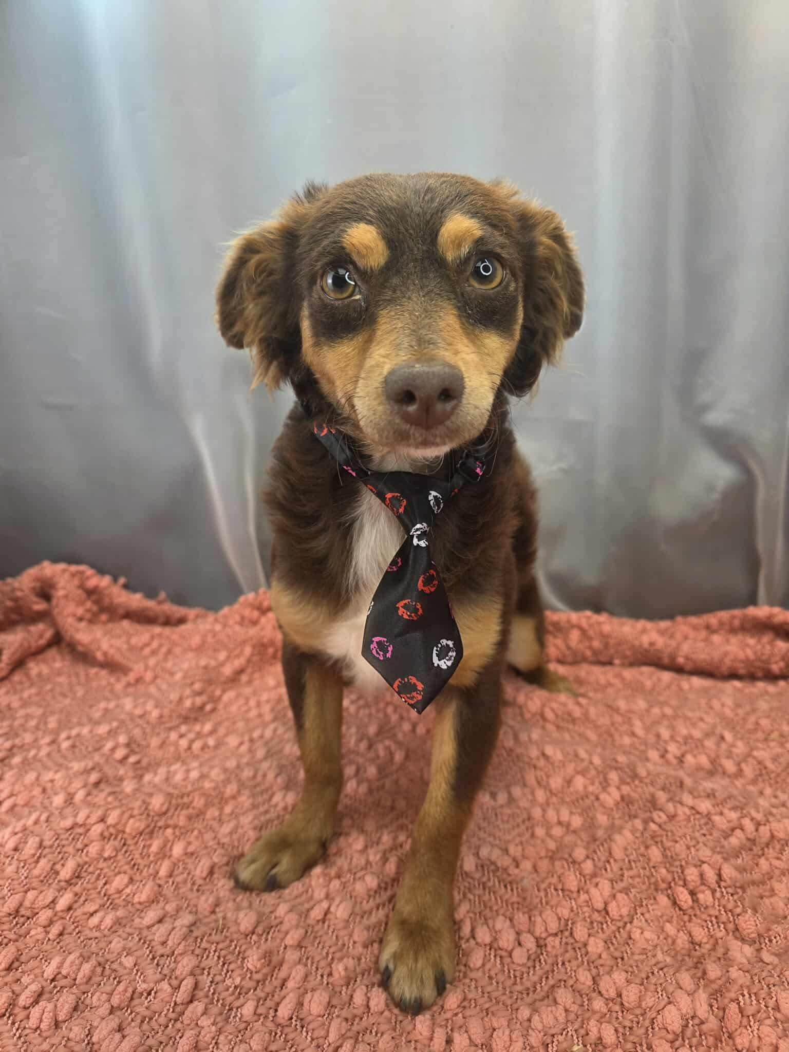 Enlarge Ryder, a Adoptable mixed breed in Southfield , MI image 5/5