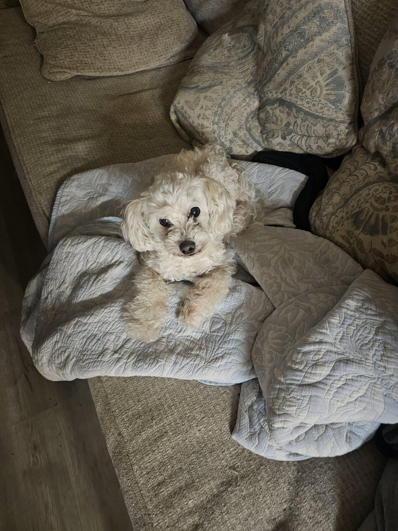 Enlarge Cotton, a Adoptable mixed breed in Malibu, CA image 1/1