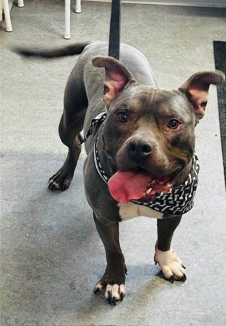 Mello, ADOPTABLE, Adult Male Staffordshire Bull Terrier.