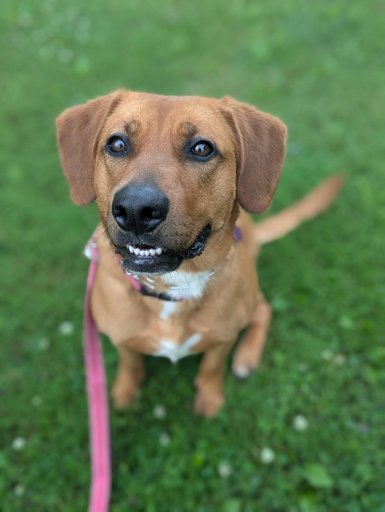 Enlarge Rosie, a Adoptable mixed breed in North Adams, MA image 3/5
