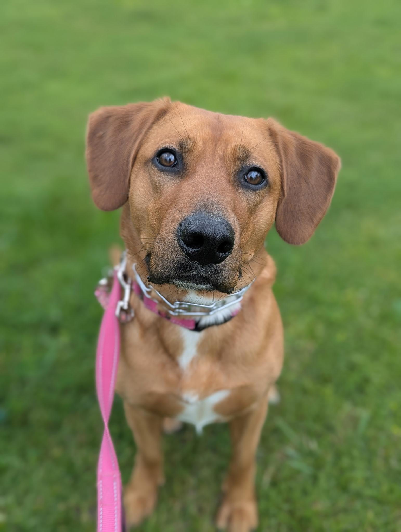 Enlarge Rosie, a Adoptable mixed breed in North Adams, MA image 2/5