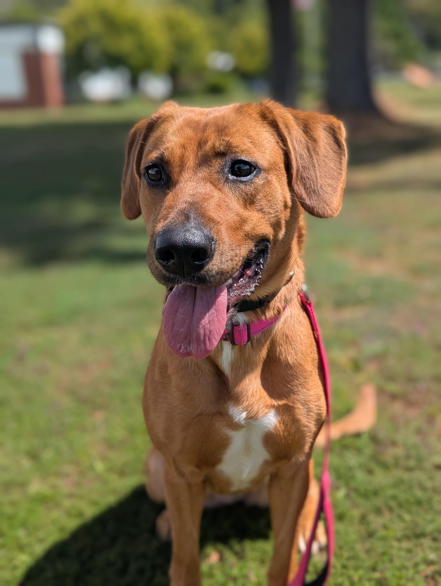 Rosie, a Adoptable mixed breed in North Adams, MA image 1/2
