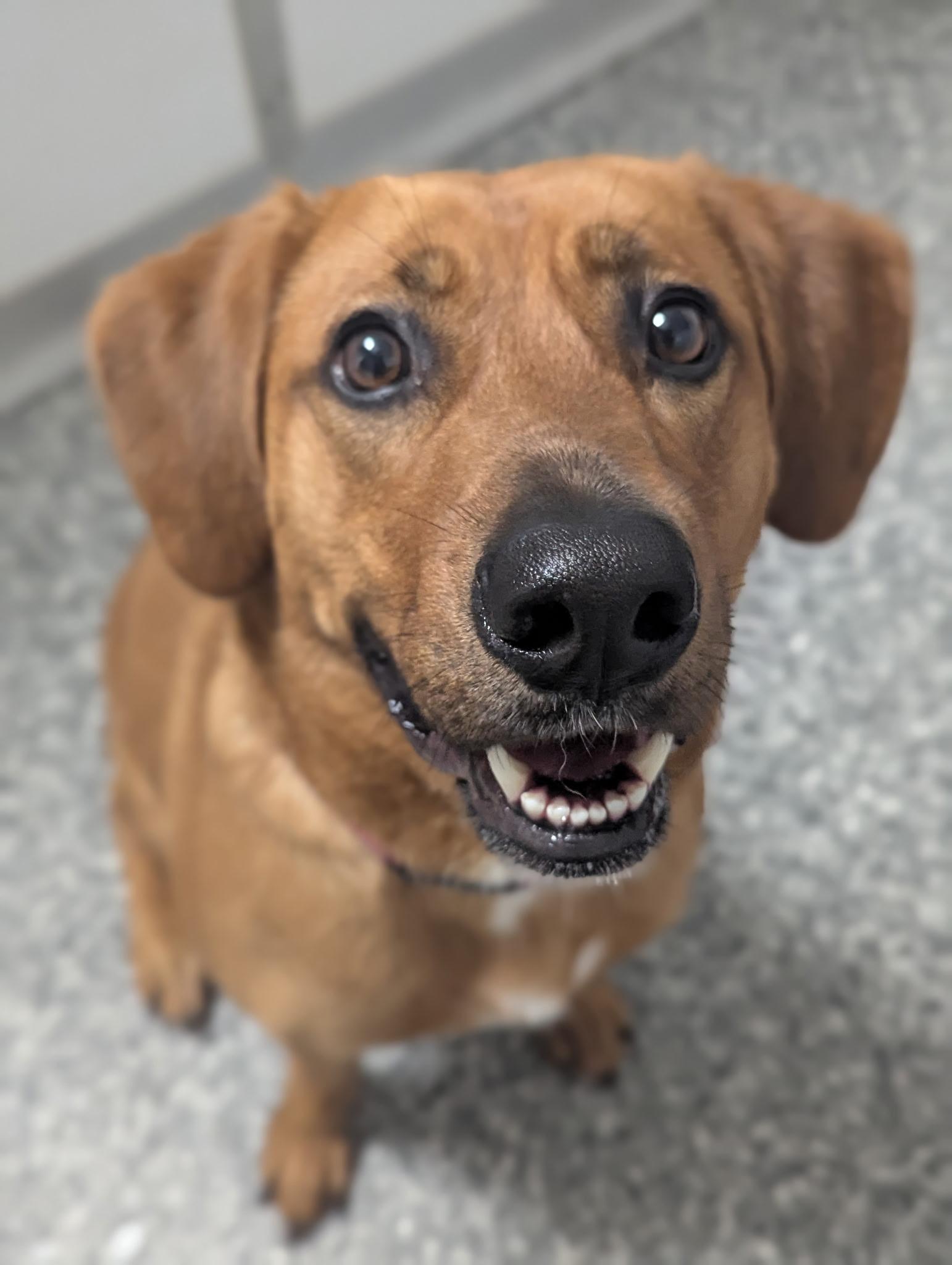 Rosie, Adoptable, Adult Female Labrador Retriever.