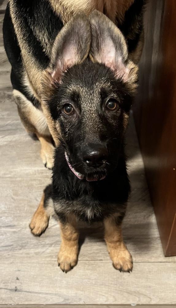 Liberty, Adoptable, Puppy Female German Shepherd Dog.