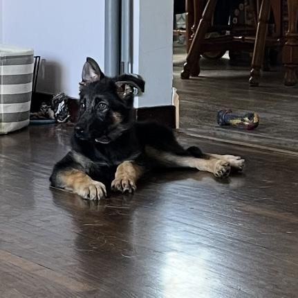 Liberty, a Adoptable mixed breed in Cheektowaga, NY image 2/2