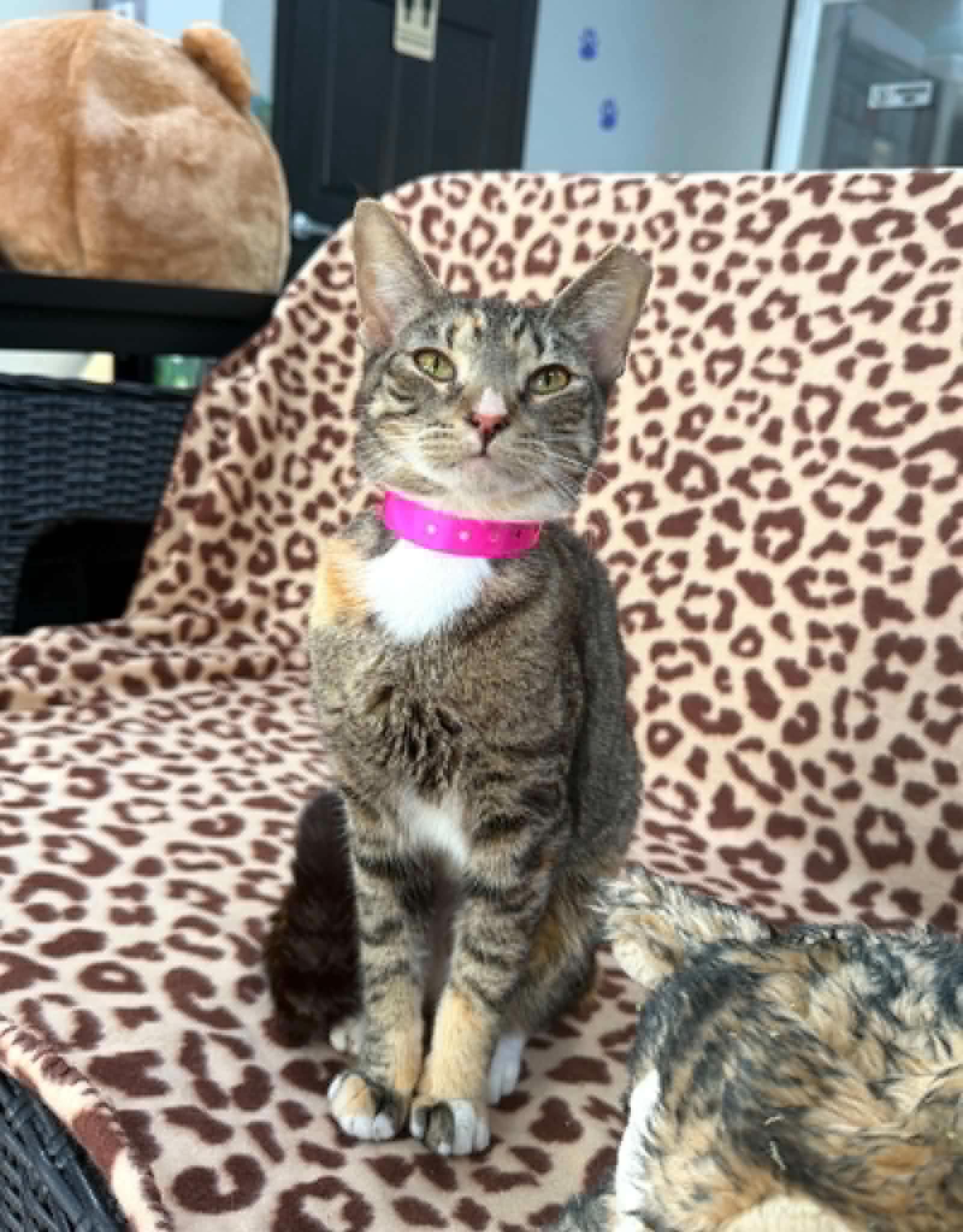 Enlarge Calypso, a Adoptable Domestic Short Hair in Tavares, FL image 2/3