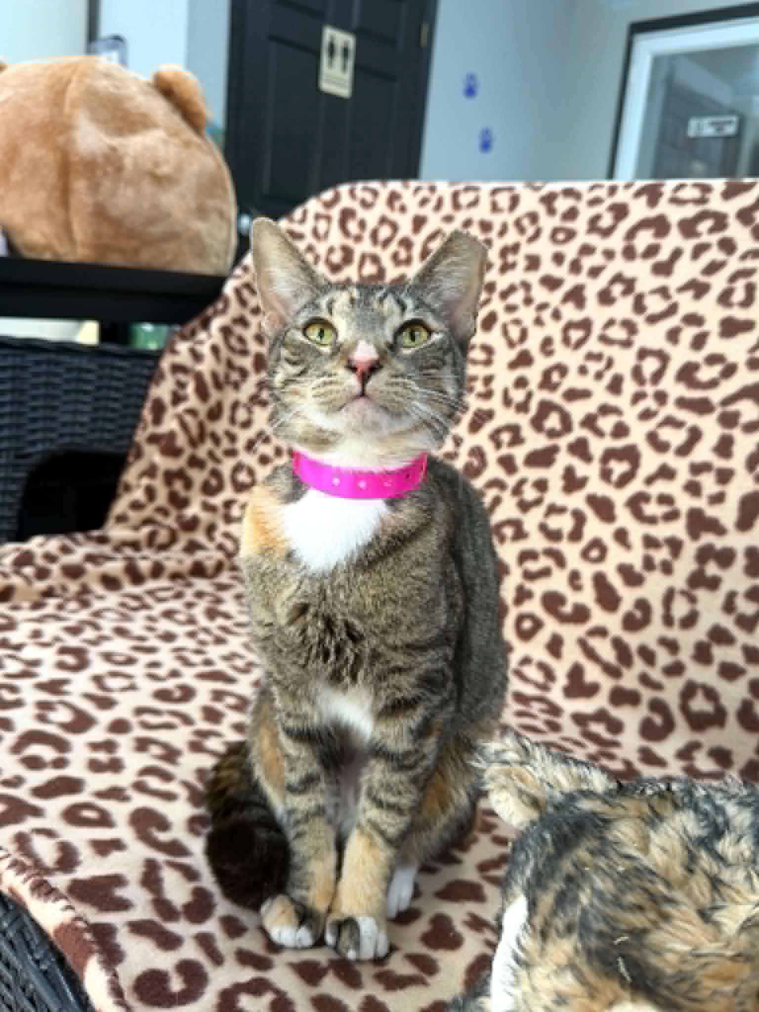 Calypso, Adoptable, Young Female Domestic Short Hair.