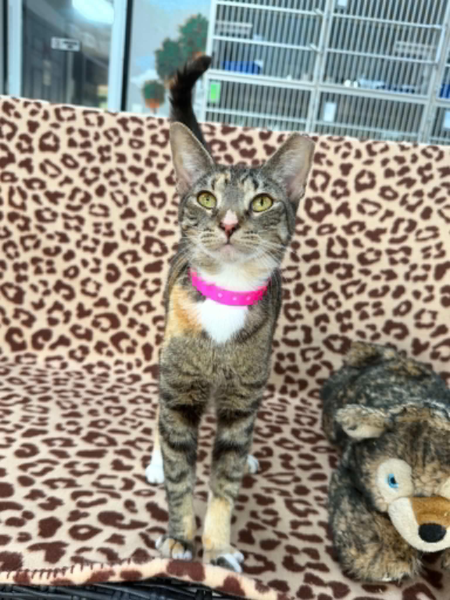 Enlarge Calypso, a Adoptable Domestic Short Hair in Tavares, FL image 3/3