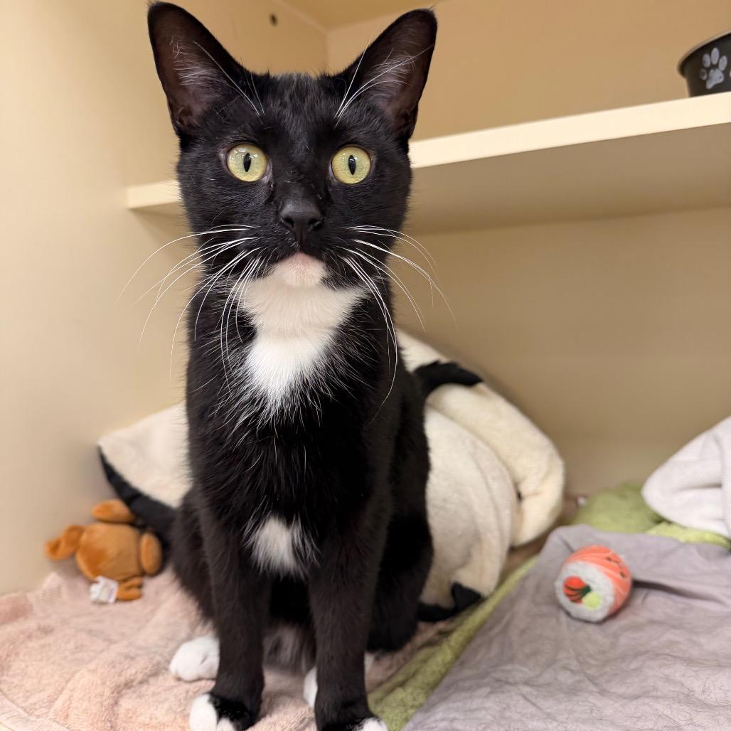 Hopper — thumbnail 2