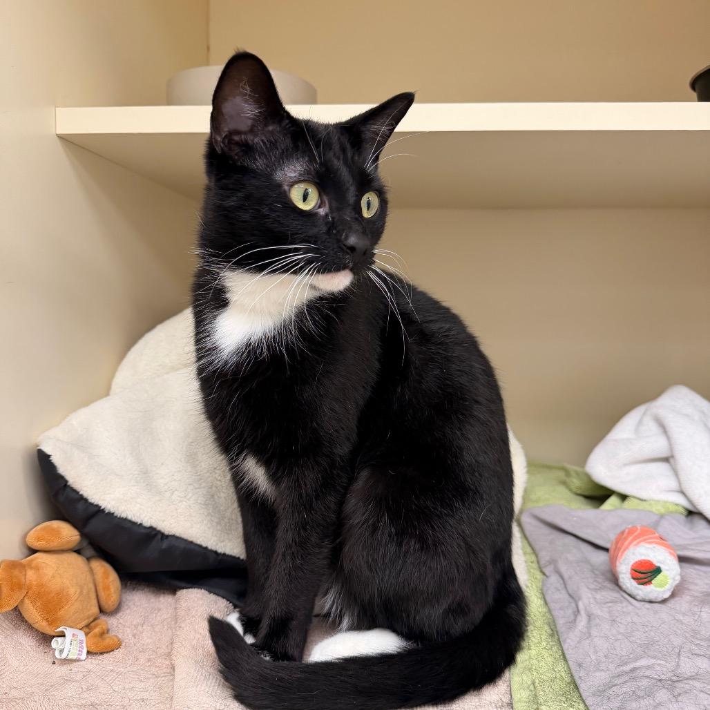 Hopper — thumbnail 3