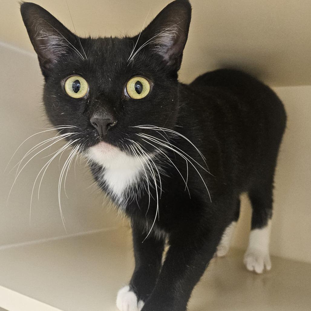 Hopper — thumbnail 4