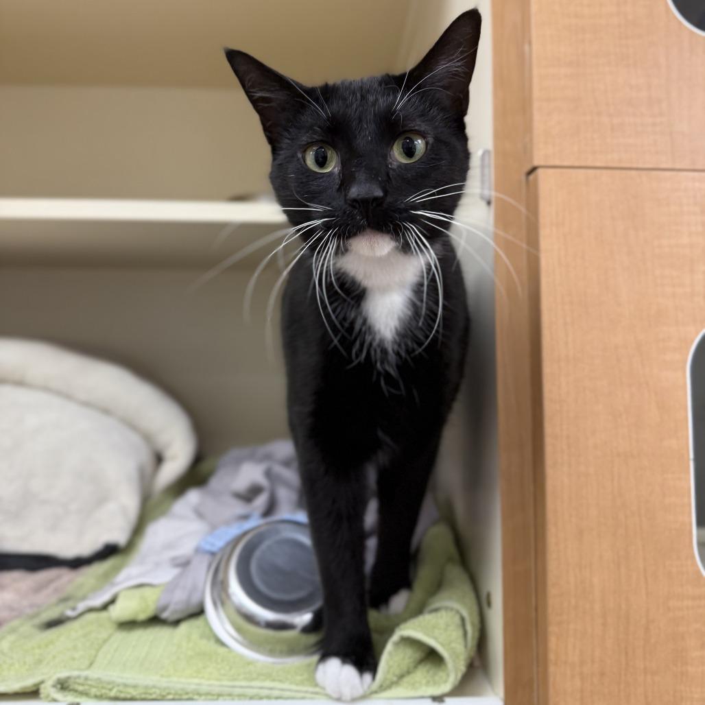 Hopper — thumbnail 5