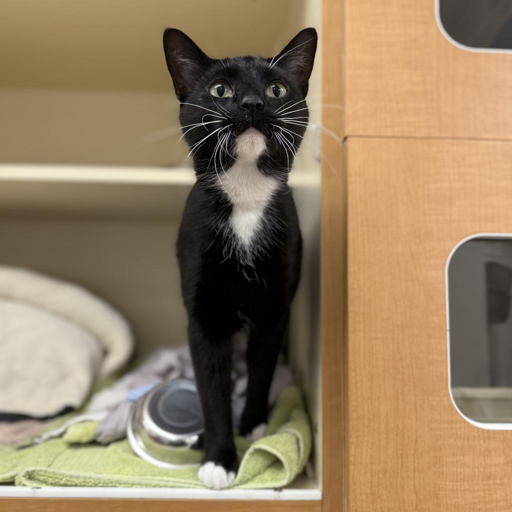 Hopper — thumbnail 6