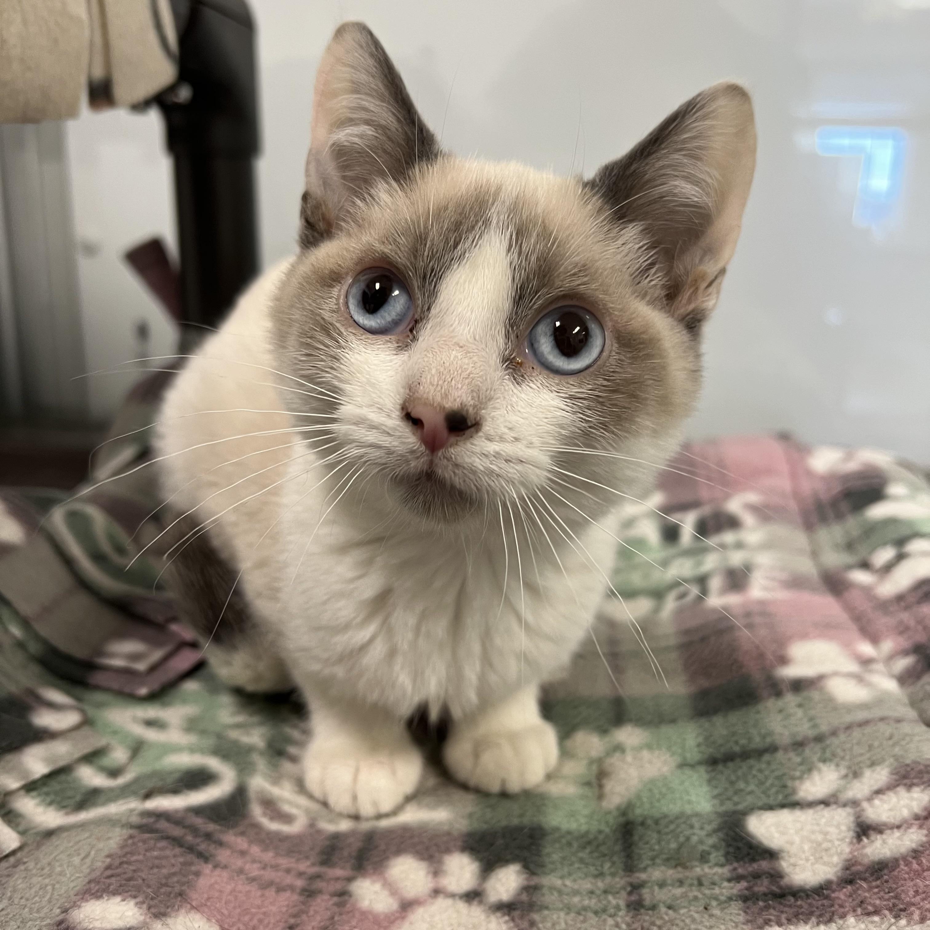 Atlas, adopted, Kitten Male Siamese & Snowshoe.
