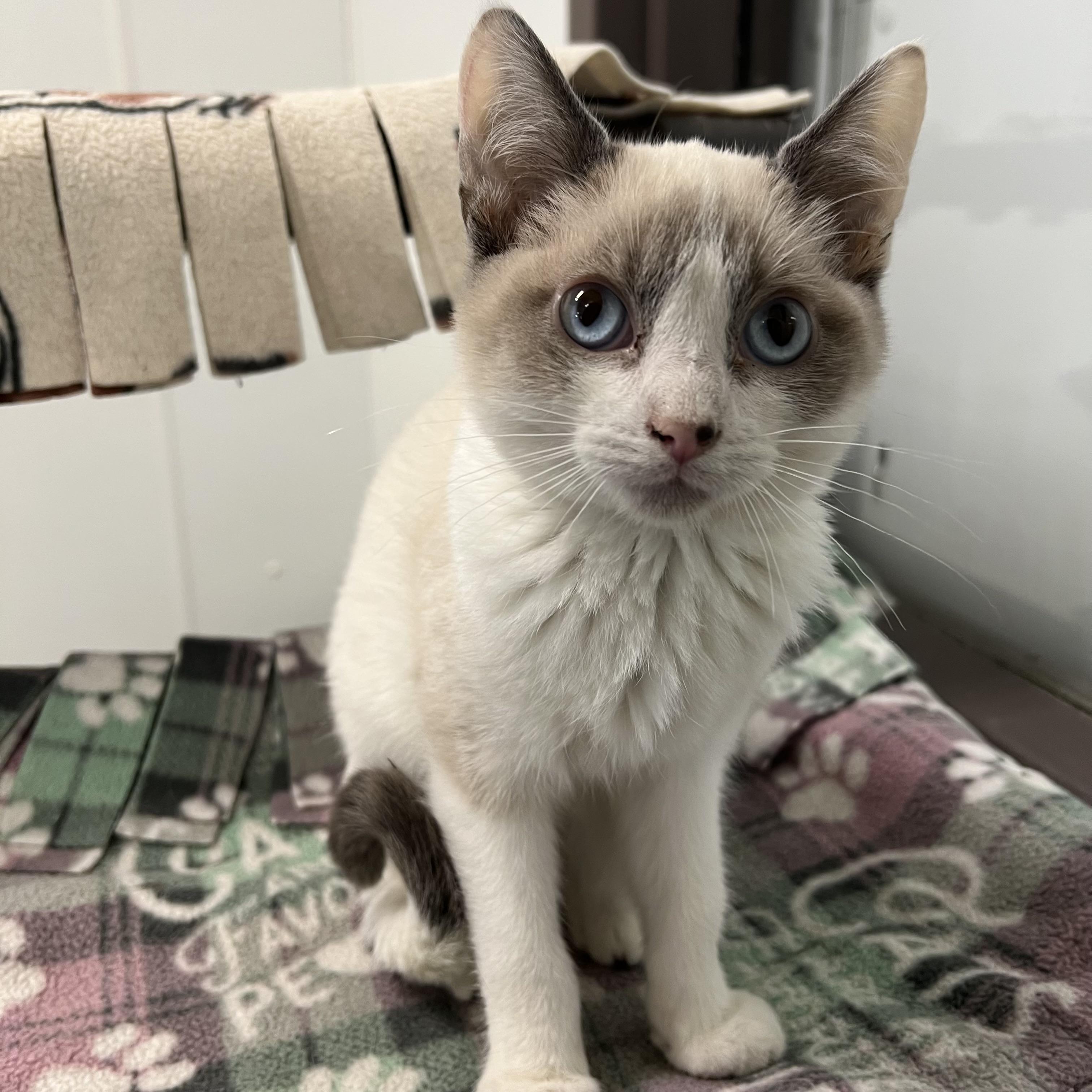 Atlas, an adopted mixed breed in Fairmont, MN image 6/6