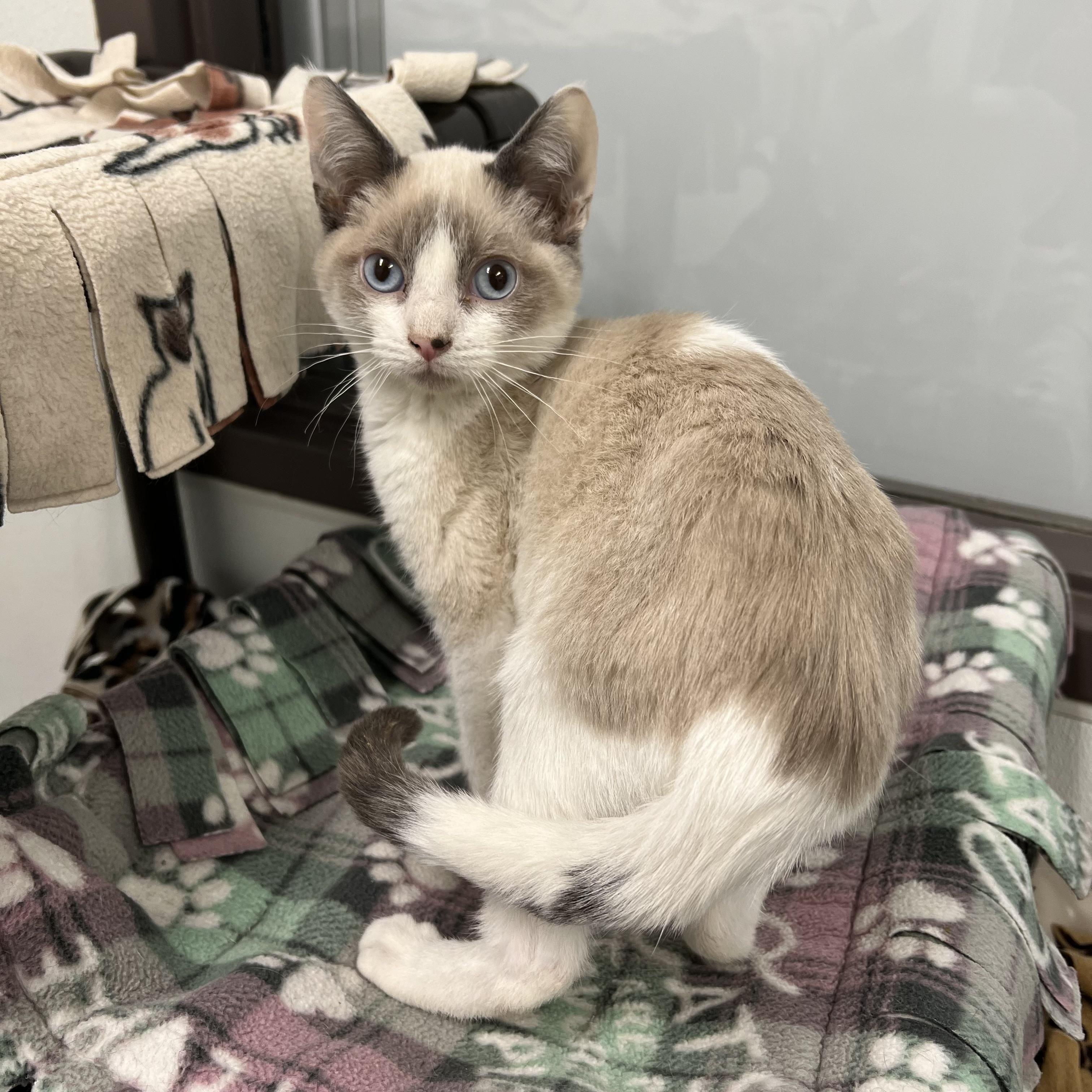 Atlas, an adopted mixed breed in Fairmont, MN image 3/6