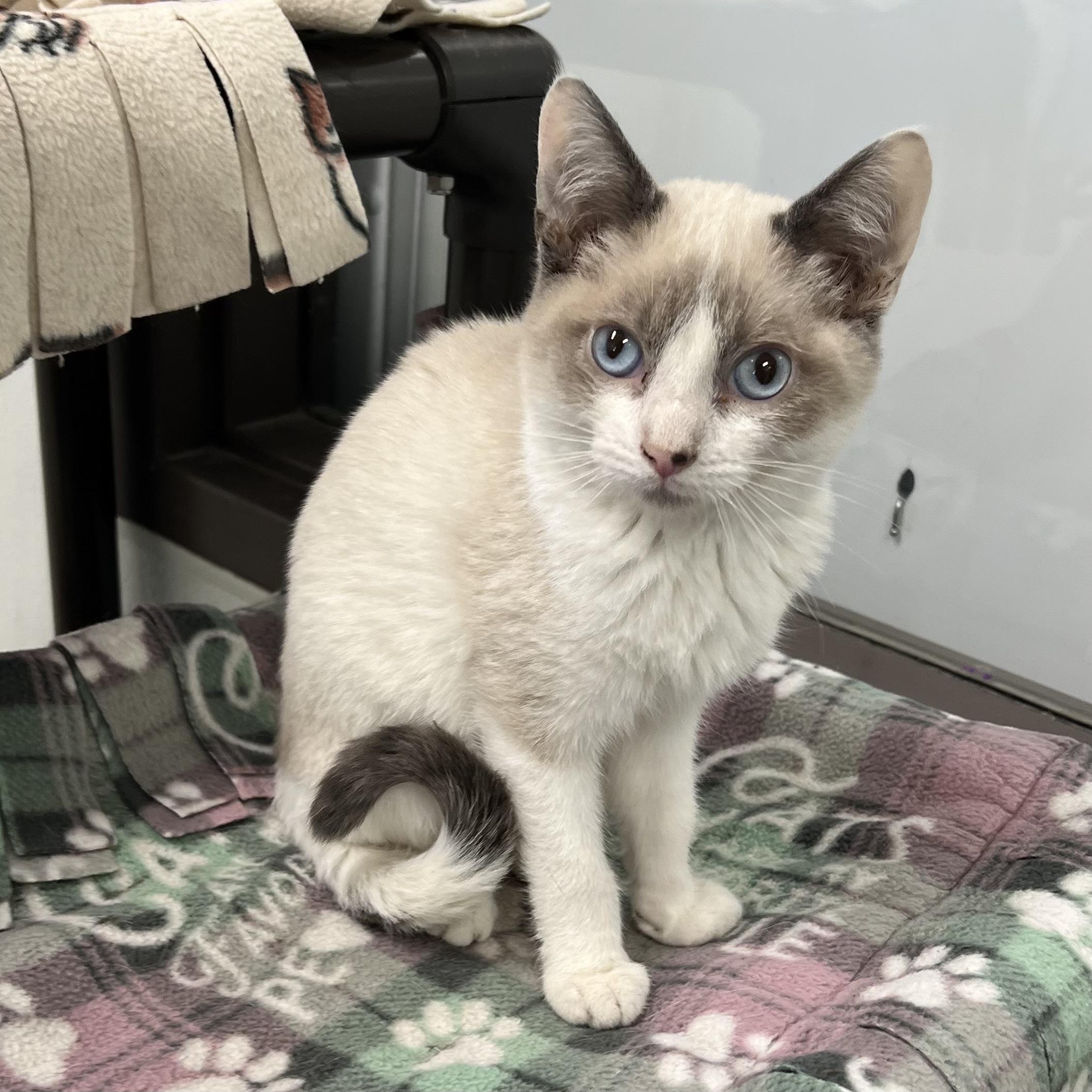 Atlas, an adopted mixed breed in Fairmont, MN image 2/6