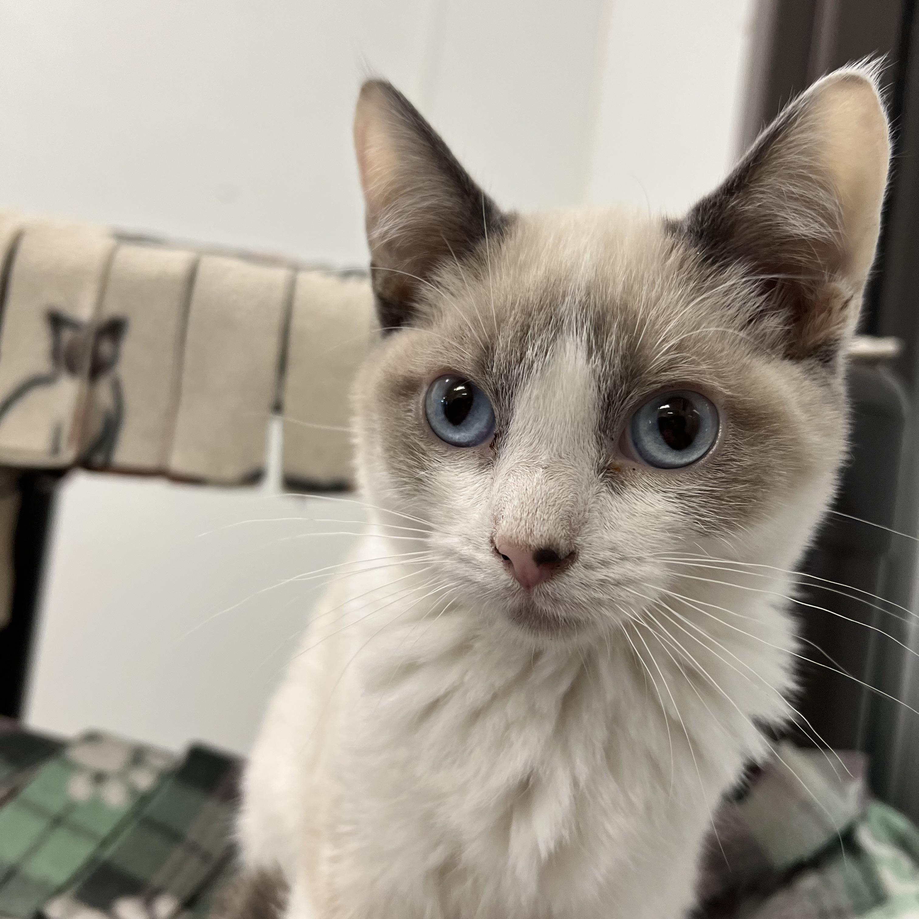 Atlas, an adopted mixed breed in Fairmont, MN image 4/6