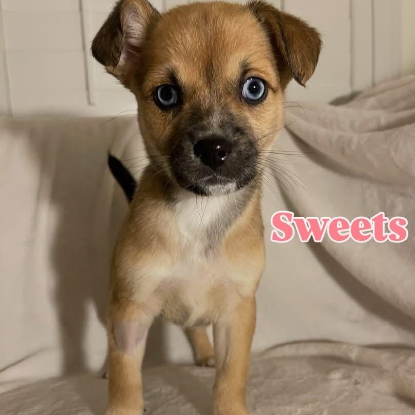 Enlarge Sweets, an adopted mixed breed in Henderson, NV image 1/3
