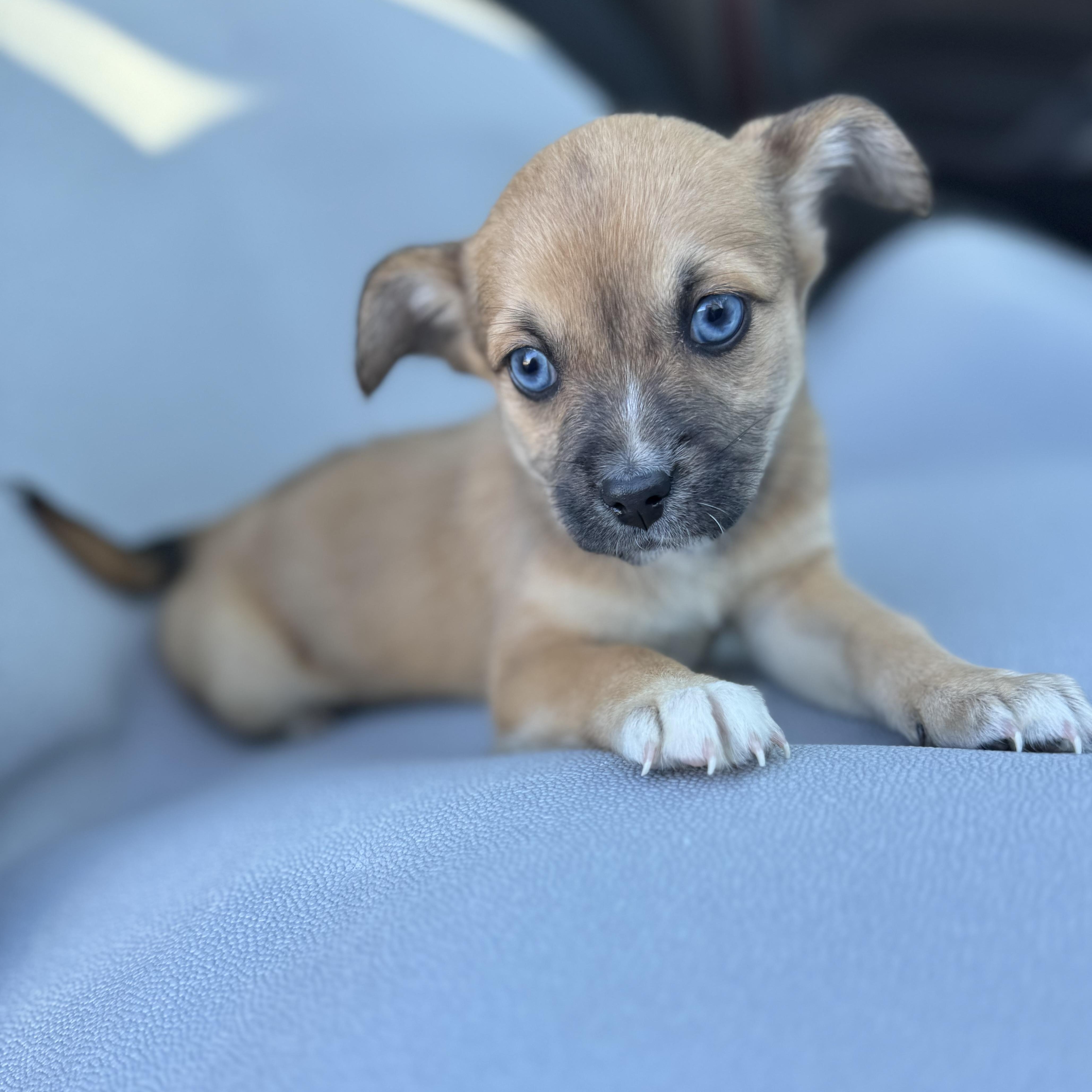 Enlarge Sweets, an adopted mixed breed in Henderson, NV image 2/3