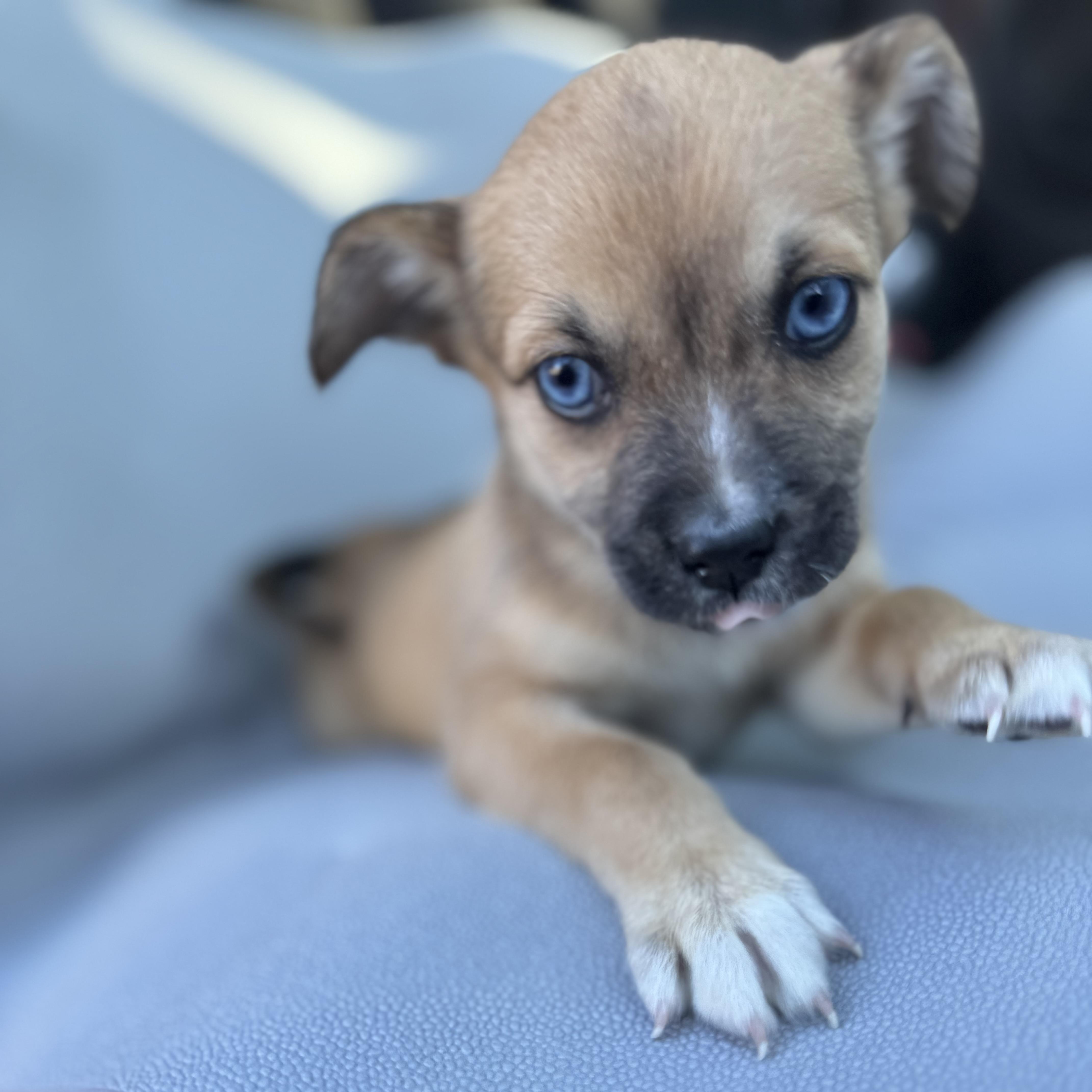 Enlarge Sweets, an adopted mixed breed in Henderson, NV image 3/3