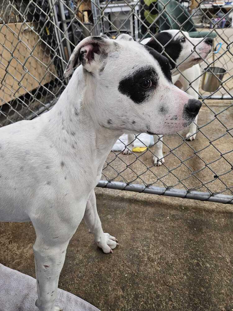Tabitha, Adoptable, Puppy Female Pit Bull Terrier & Mixed Breed.
