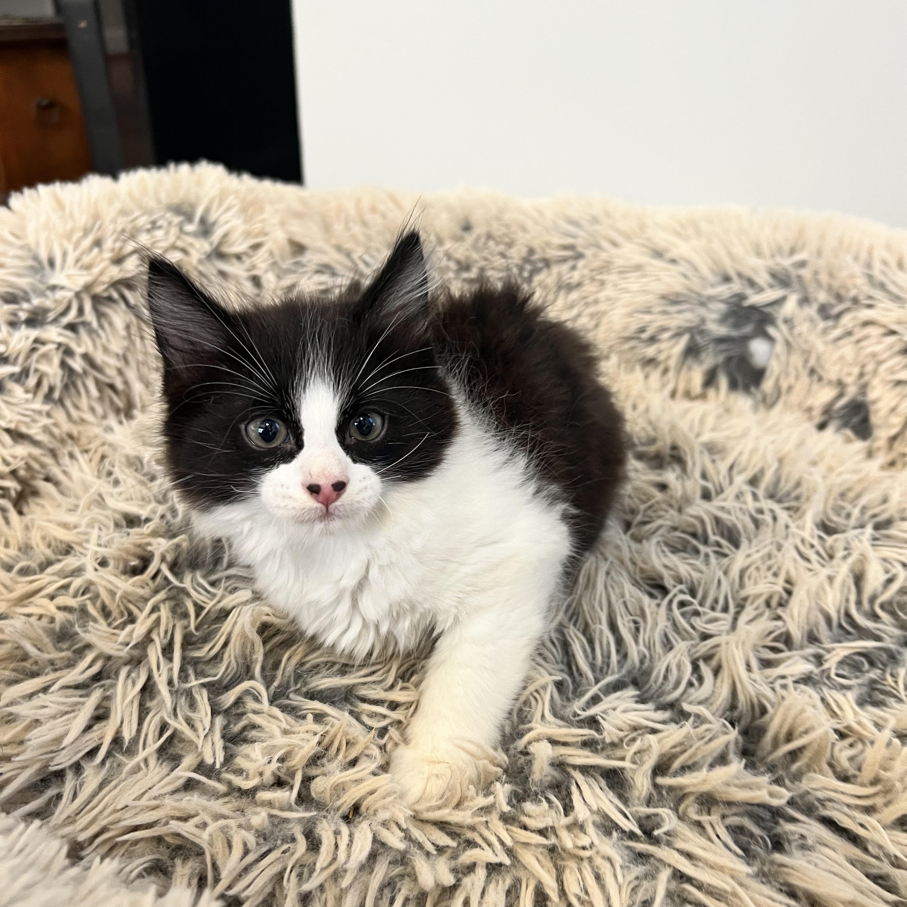 Leonardo DiCatrio, a ADOPTABLE Domestic Long Hair in Hughesville, MD image 2/5