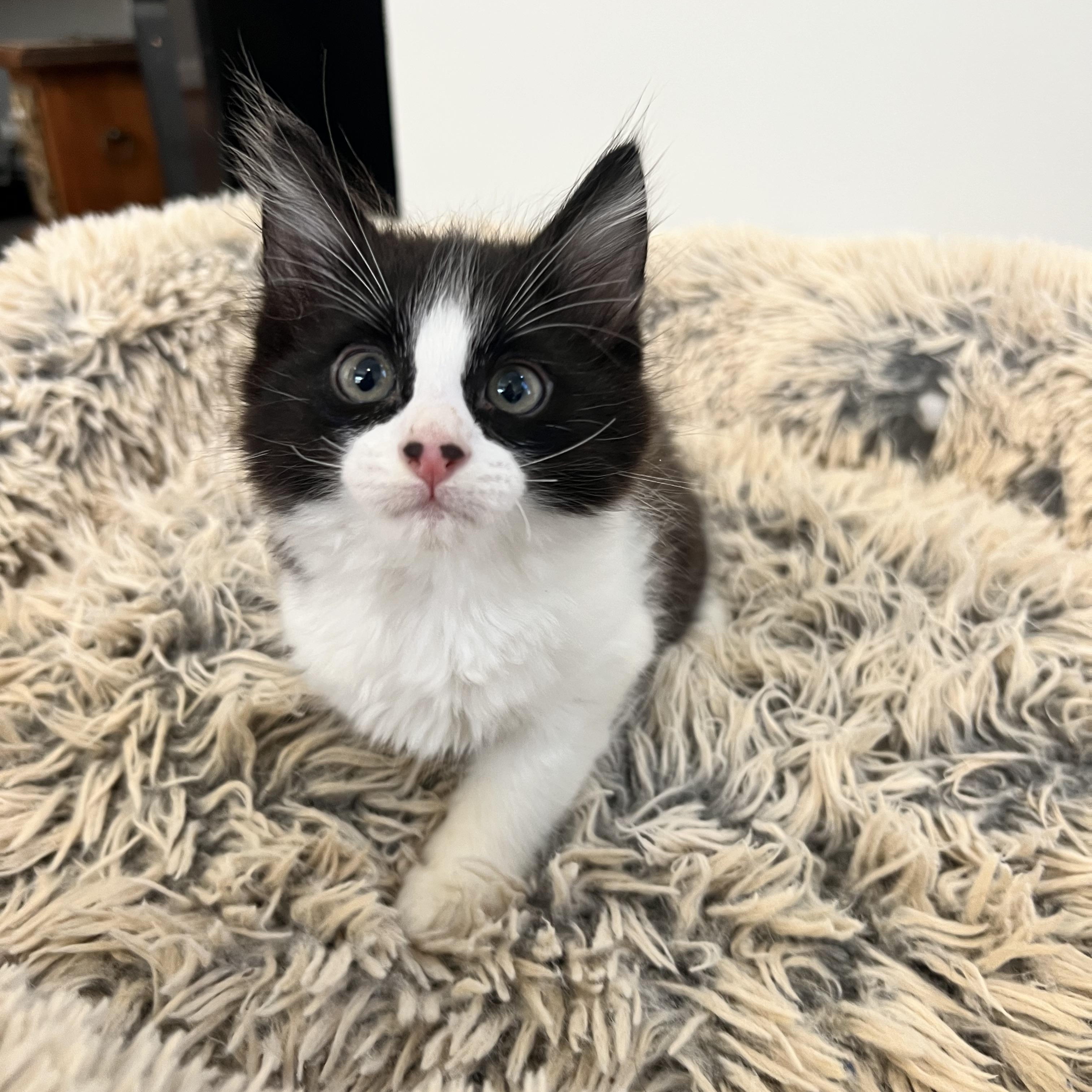 Leonardo DiCatrio, ADOPTABLE, Kitten Male Domestic Long Hair.