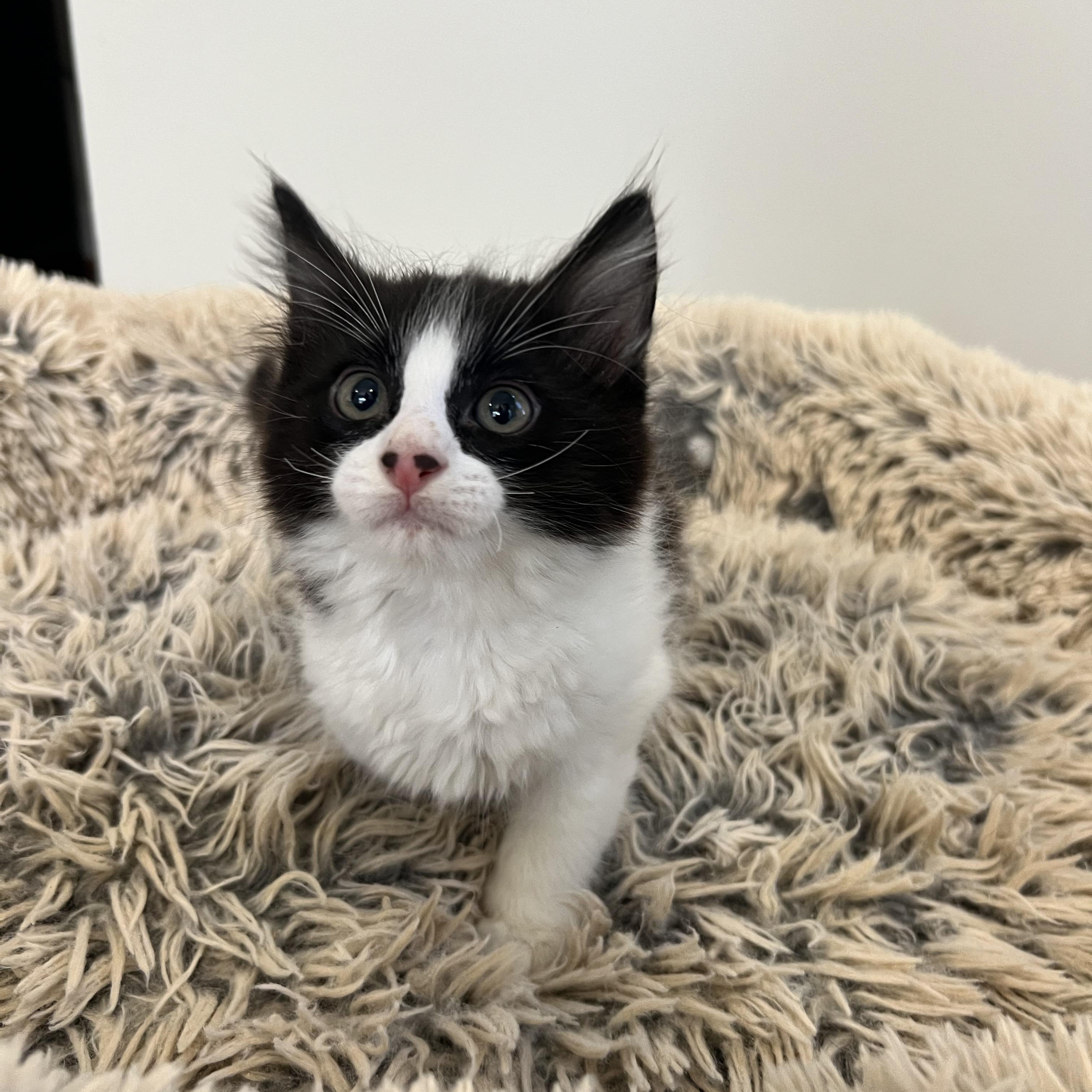 Leonardo DiCatrio, a ADOPTABLE Domestic Long Hair in Hughesville, MD image 5/5