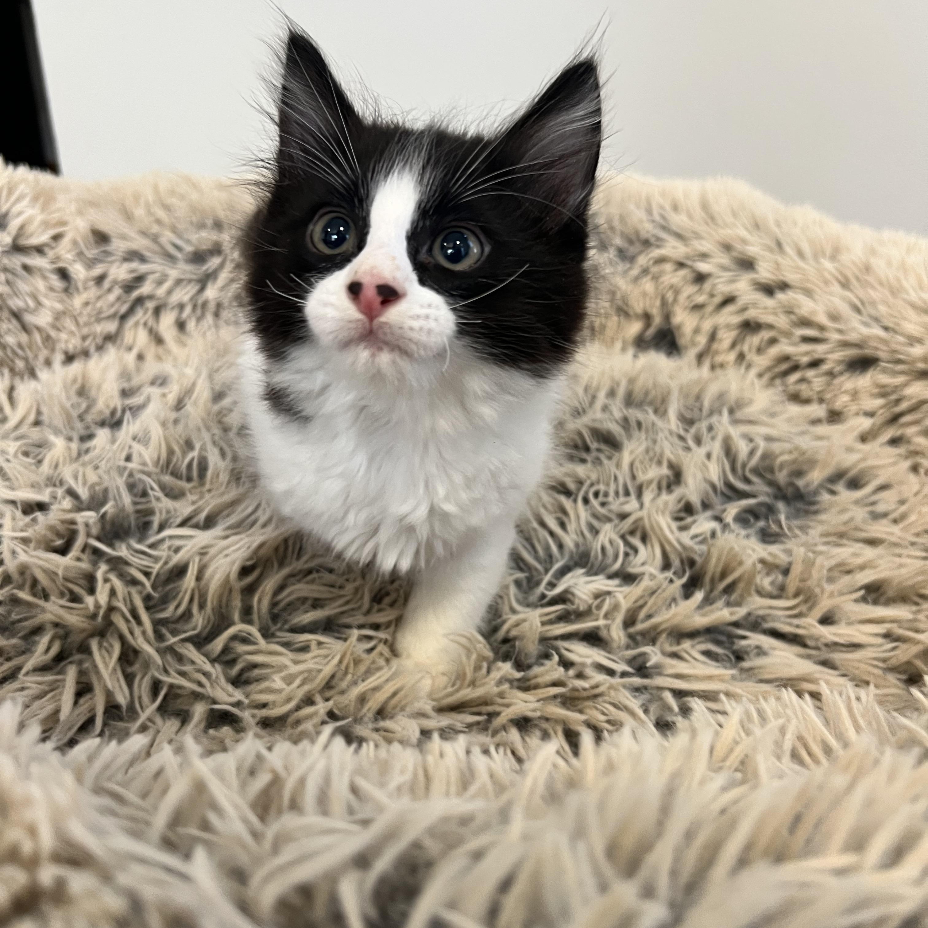 Leonardo DiCatrio, a ADOPTABLE Domestic Long Hair in Hughesville, MD image 3/5