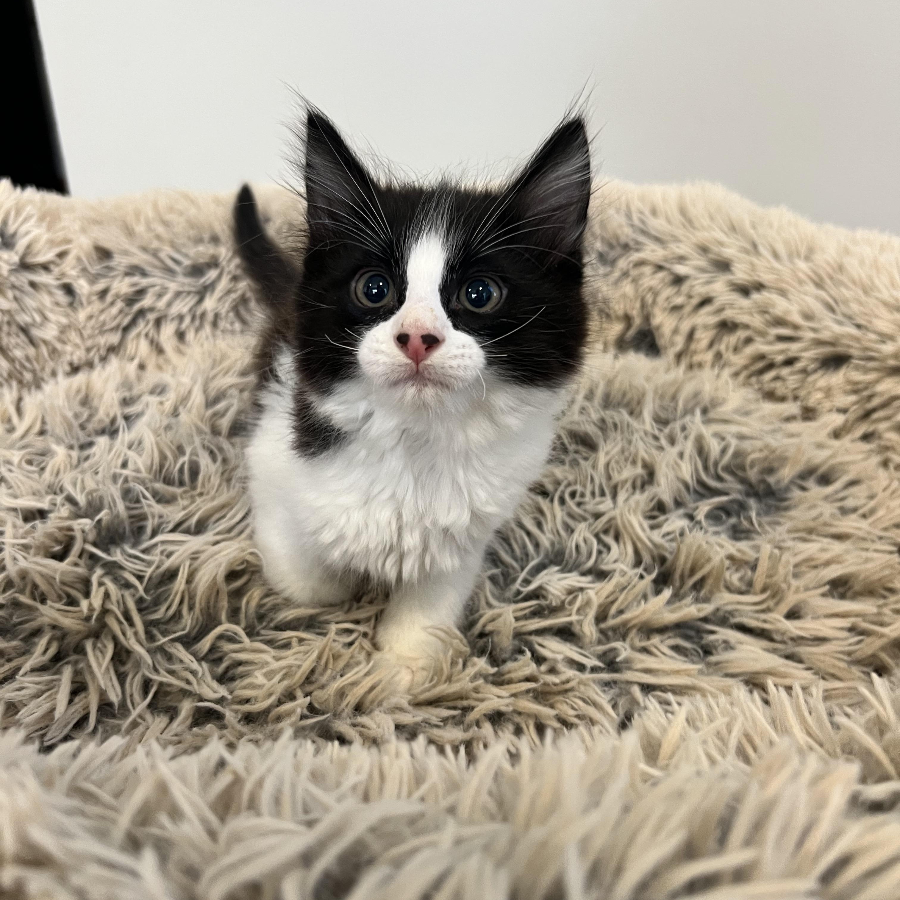 Leonardo DiCatrio, a ADOPTABLE Domestic Long Hair in Hughesville, MD image 4/5