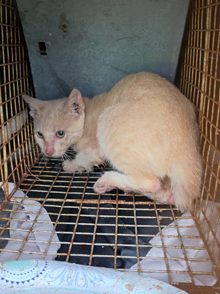 Sparrow, Adoptable, Kitten Male Domestic Short Hair.