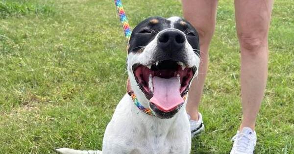 Coco, Adoptable, Adult Female Mixed Breed.