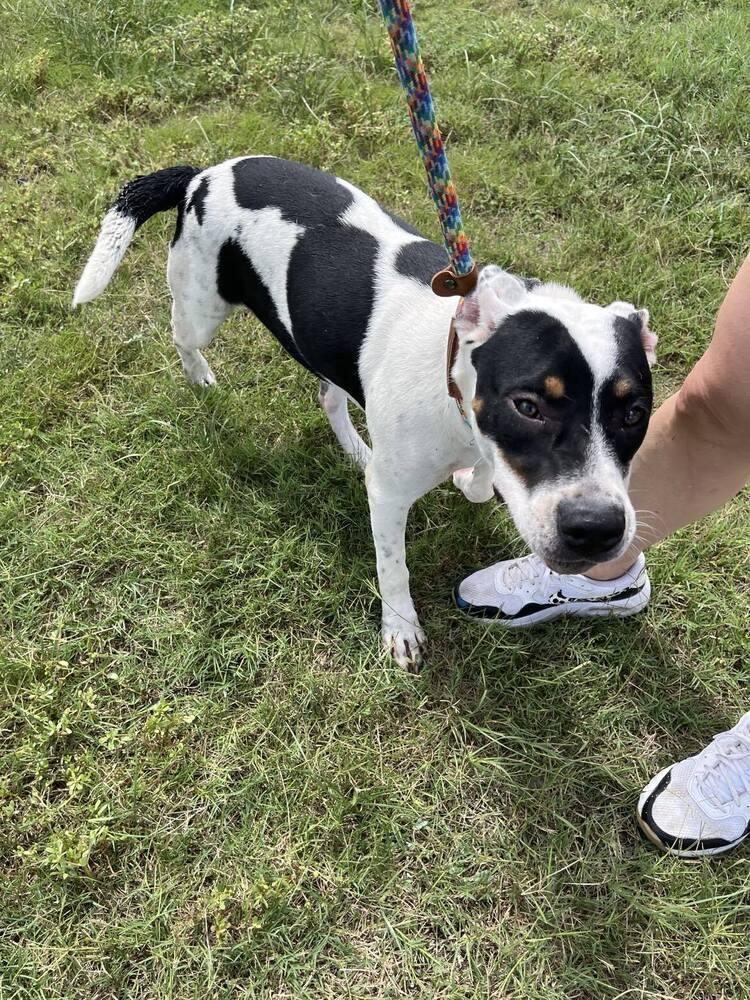 Enlarge Coco, a Adoptable mixed breed in Scott, LA image 2/4