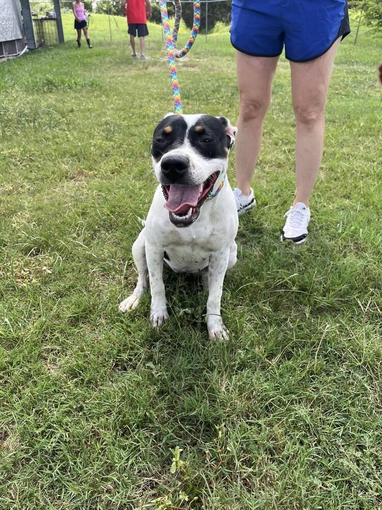 Enlarge Coco, a Adoptable mixed breed in Scott, LA image 3/4