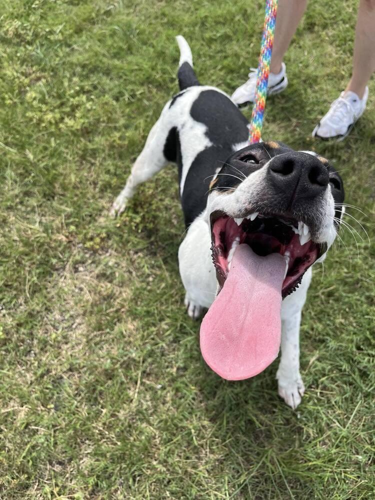Enlarge Coco, a Adoptable mixed breed in Scott, LA image 4/4