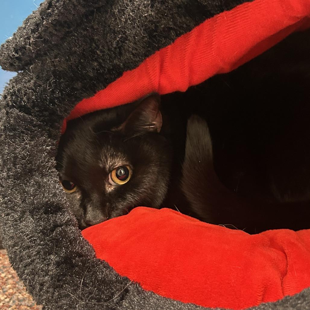 Enlarge Shadow, a Adoptable Domestic Short Hair in Cheyenne, WY image 1/4