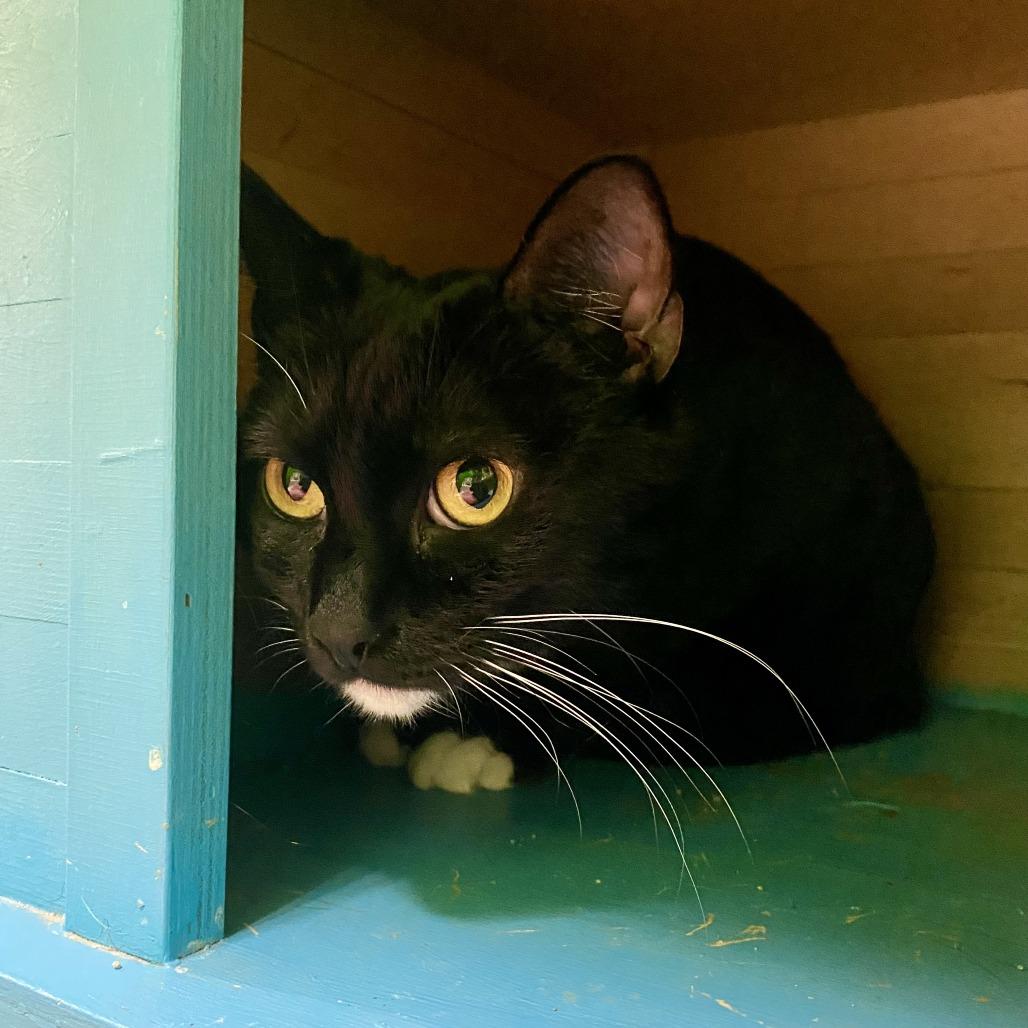 Enlarge Shadow, a Adoptable Domestic Short Hair in Cheyenne, WY image 2/4