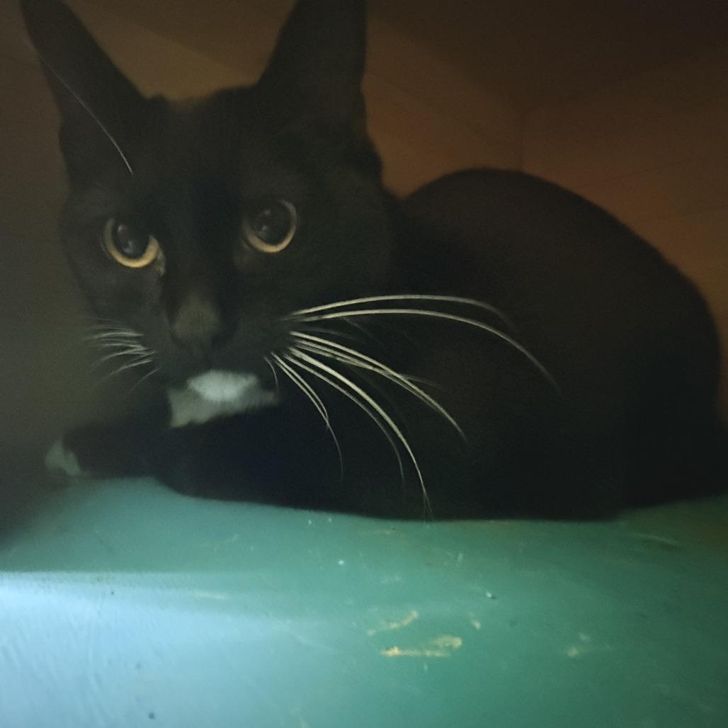 Enlarge Shadow, a Adoptable Domestic Short Hair in Cheyenne, WY image 3/4