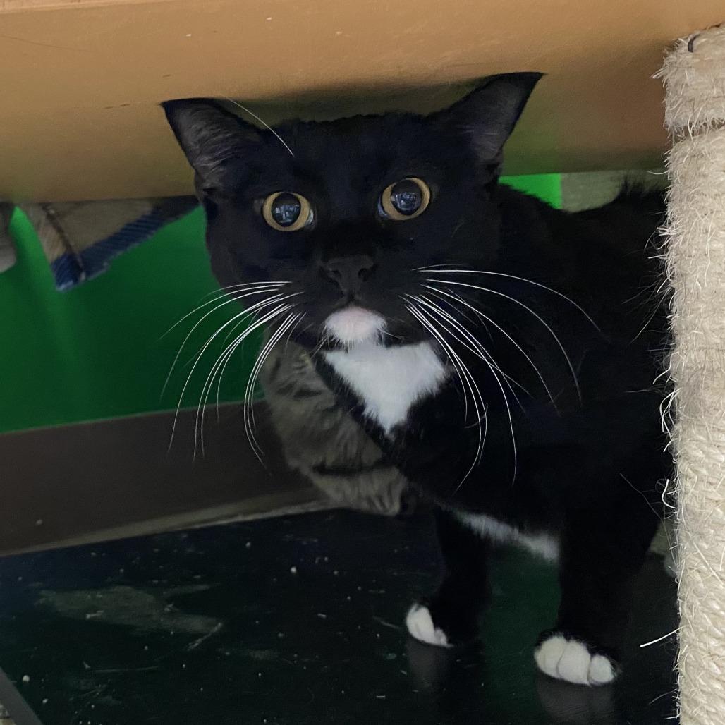Enlarge Shadow, a Adoptable Domestic Short Hair in Cheyenne, WY image 4/4