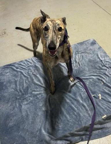 Enlarge Lady Ava (Squirrel), a Adoptable Greyhound in Tarpon Springs, FL image 1/3