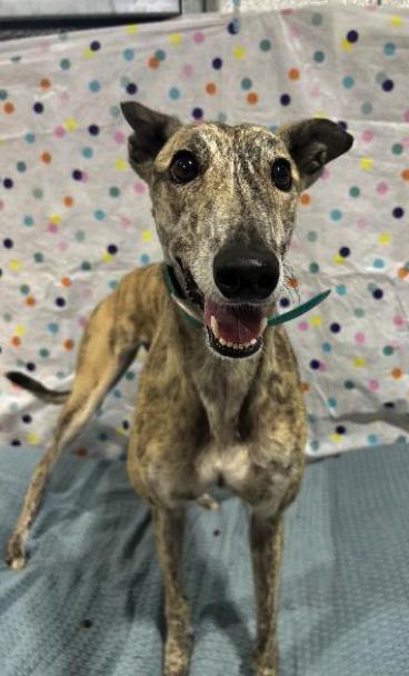 Enlarge Lady Ava (Squirrel), a Adoptable Greyhound in Tarpon Springs, FL image 2/3