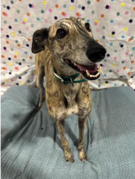 Enlarge Lady Ava (Squirrel), a Adoptable Greyhound in Tarpon Springs, FL image 3/3