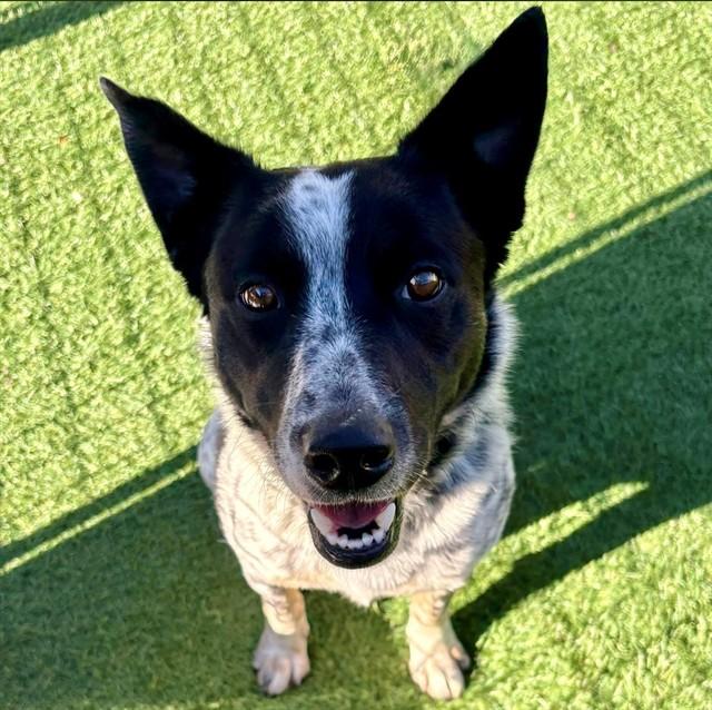 Enlarge BINGO, a Adoptable mixed breed in San Luis Obispo, CA image 1/1
