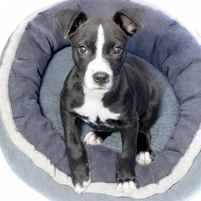 PIBB, Adoptable, Puppy Female Pit Bull Terrier & Labrador Retriever.